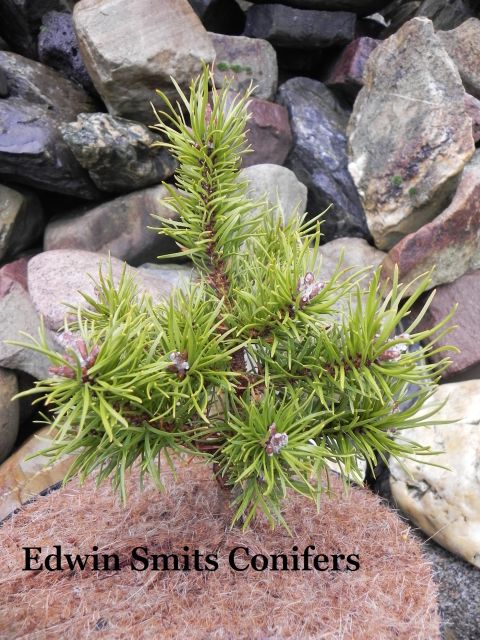 Pinus banksiana 'Filip’s Jumping Jack'